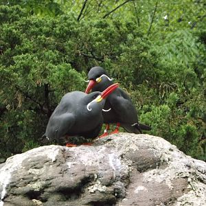 Inca Tern