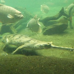 Gharial