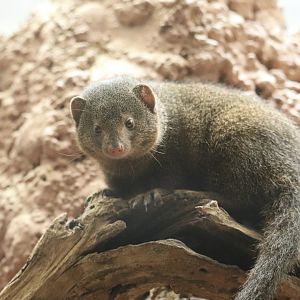 Small Mammal House - Dwarf Mongoose