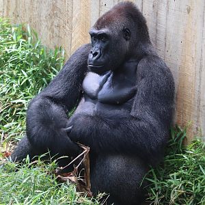 Great Ape House - Western Lowland Gorilla - Kwame