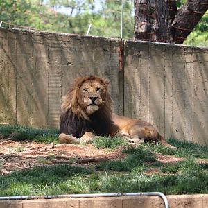 Great Cats - African Lion