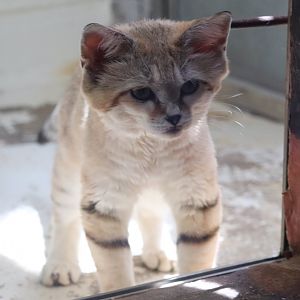 Small Mammal House - Sand Cat - Thor