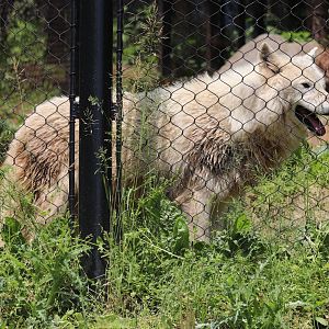 American Trail - Gray Wolf - Crystal