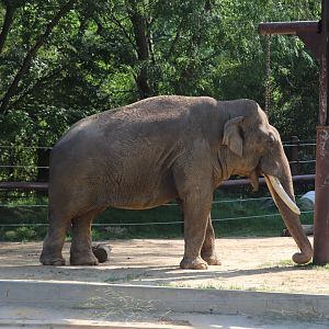 Elephant Trails - Asian Elephant - Spike