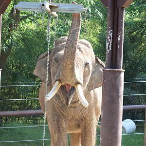 Elephant Trails - Asian Elephant - Spike