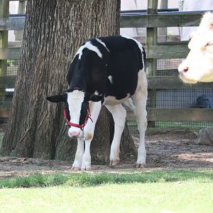Kids Farm - Holstein Cow - Magnolia