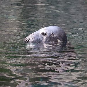 American Trail - Gray Seal