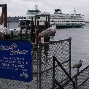 Seattle Seagulls - My First US Zoo Trip