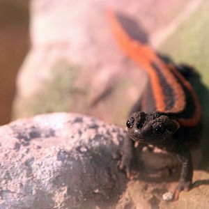 Red-tailed knobby newt