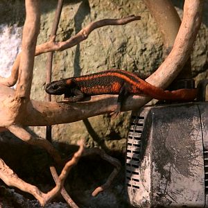 Red-tailed knobby newt climbing the branch