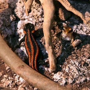 Red-tailed knobby newt and Gunther's frog