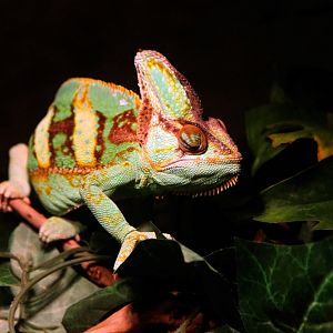 Veiled chameleon