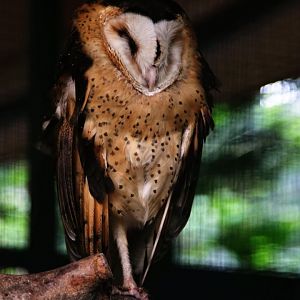 Eastern grass owl
