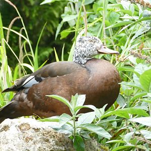 White-winged wood duck, May 2018