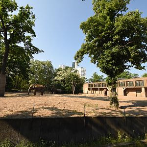 Elephant main paddock