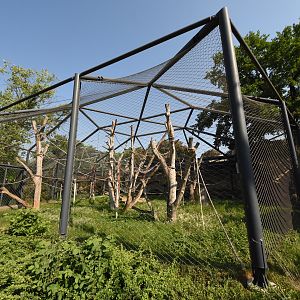 Sumatran orangutan outdoors