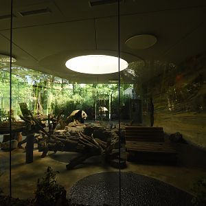 Giant panda - Male indoors