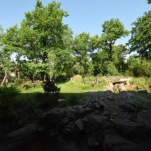 Giant panda - Male outdoors