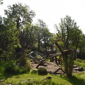 Giant panda - Female outdoors