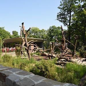 Giant panda - Female outdoors