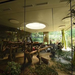 Giant panda - Female indoors