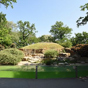 African penguin enclosure