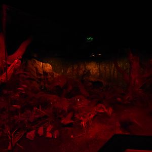 Bird house - Kiwi enclosure