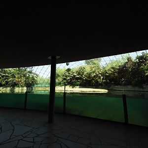 Hippo house - Common hippo