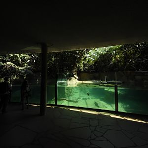 Hippo house - Pygmy hippo