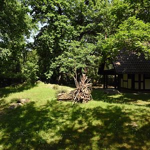 White-tailed deer paddock