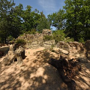 New meerkat enclosure