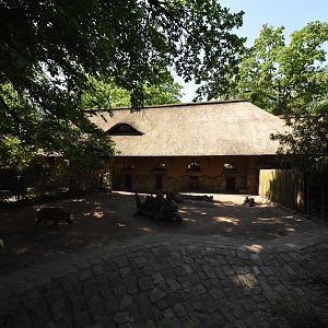 Swine house - Red river hog