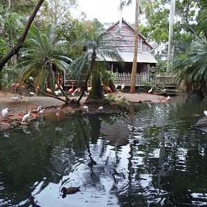 Caribbean Flamingo Exhibit