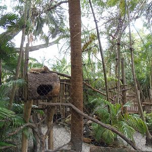 Ring-Tailed Coati Exhibit