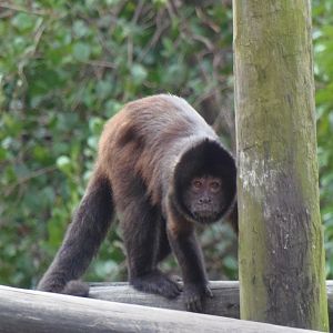 Brown Capuchin