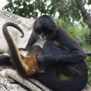 Mexican Spider Monkey