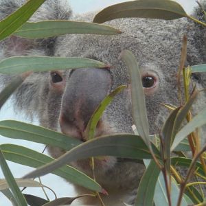 Koala Masked by Eucalyptus