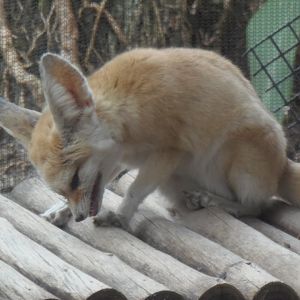 Fennec Fox