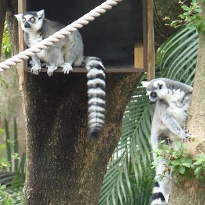Ring-Tailed Lemurs