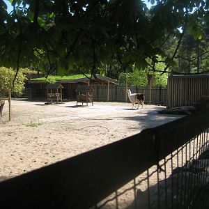 Riga Zoo - Llama/donkey exhibit