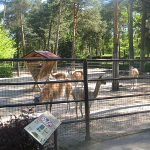 Riga Zoo - Guanaco/vicuna exhibit