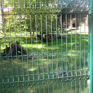 Riga Zoo - Pudu exhibit
