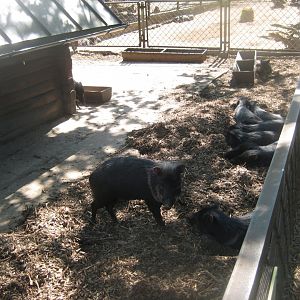 Riga Zoo - Peccary exhibit #1