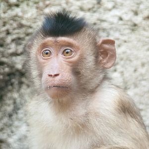 Southern pig-tailed monkey (Macaca nemestrina)