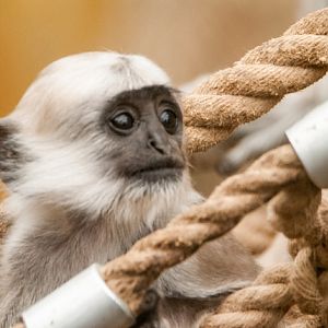 Grey langur (Semnopithecus entellus)