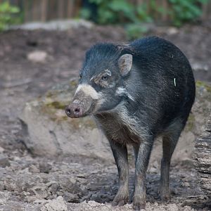 Visayan warty pig (Sus cebifrons)