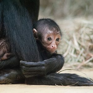 Brown-headed spider monkey (Ateles fusciceps rufiventris)
