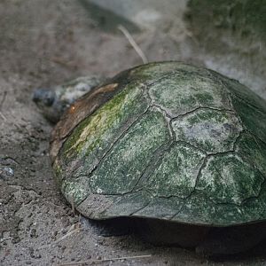 Madagascan big-headed turtle (Erymnochelys madagascariensis)