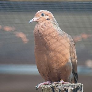 Socorro dove (Zenaida graysoni)