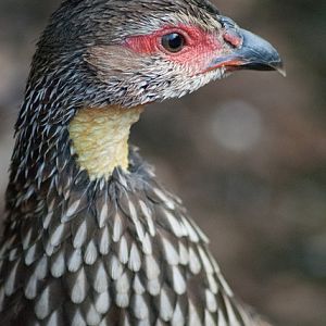 Yellow-necked francolin (Pternistis leucoscepus)